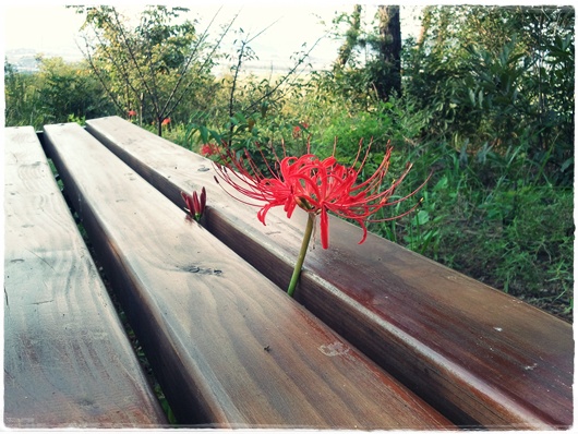 ƴ ���� �ο�