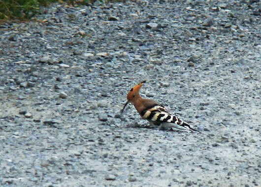 ��ȭ�� ����Ƽ